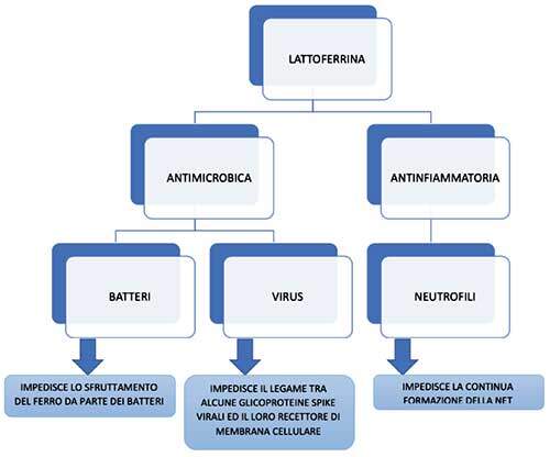 GE.FO. nutrition Srl: importante ruolo antibatterico e antivirale della lattoferrina