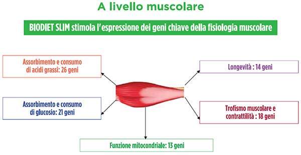 GE.FO. nutrition Srl: Biodiet Slim stimola l'espressione dei geni chiave della fisiologia muscolare
